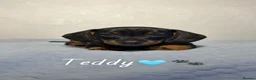 Miniature Dachshund dogs for sale: Miniature Dachshund - Advert 8
