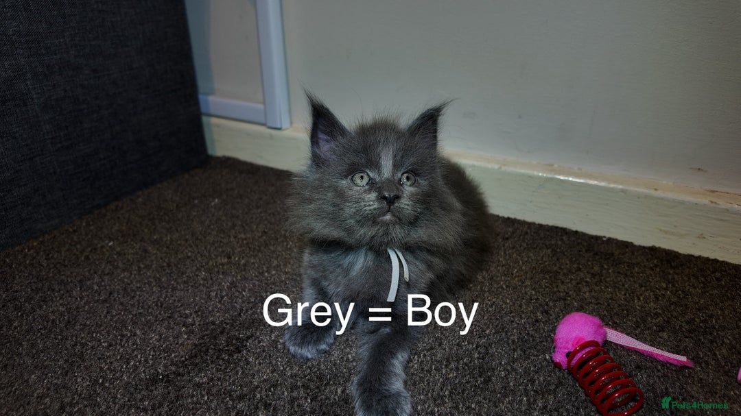 Maine Coon cats for sale: Beautiful Mainecoon Kittens Maine Coon Purebred - Advert 3