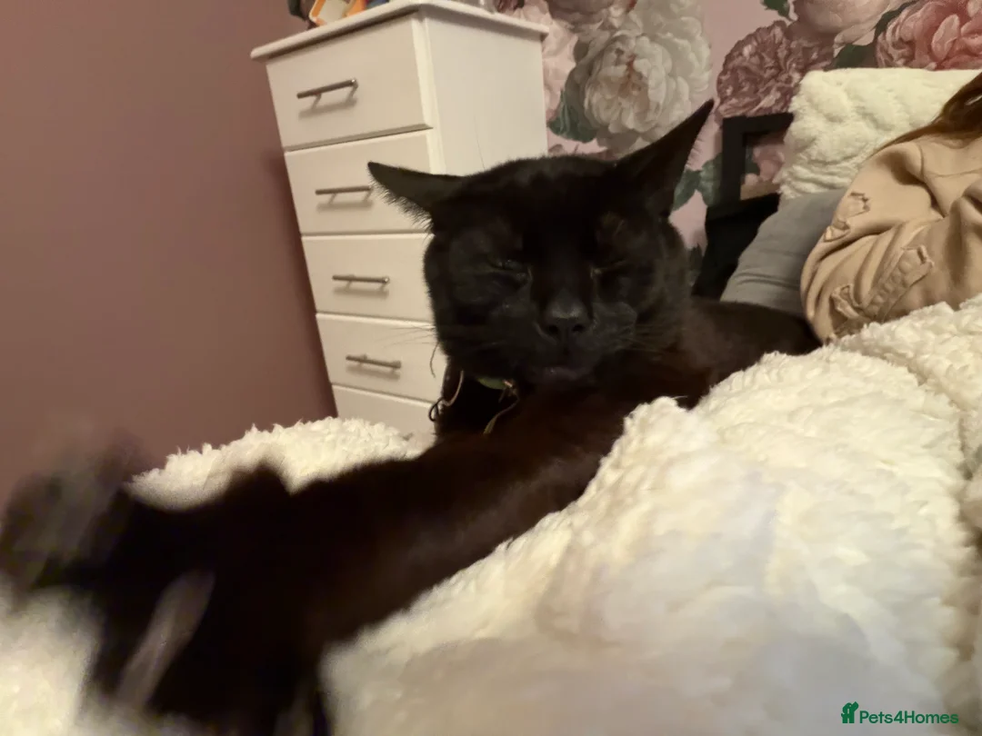 Abyssinian cats for sale: Sweetest tigger - Advert 2