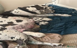 Cane Corso dogs for sale: Stunning Merle Cane Corso Puppies for sale - Image 3