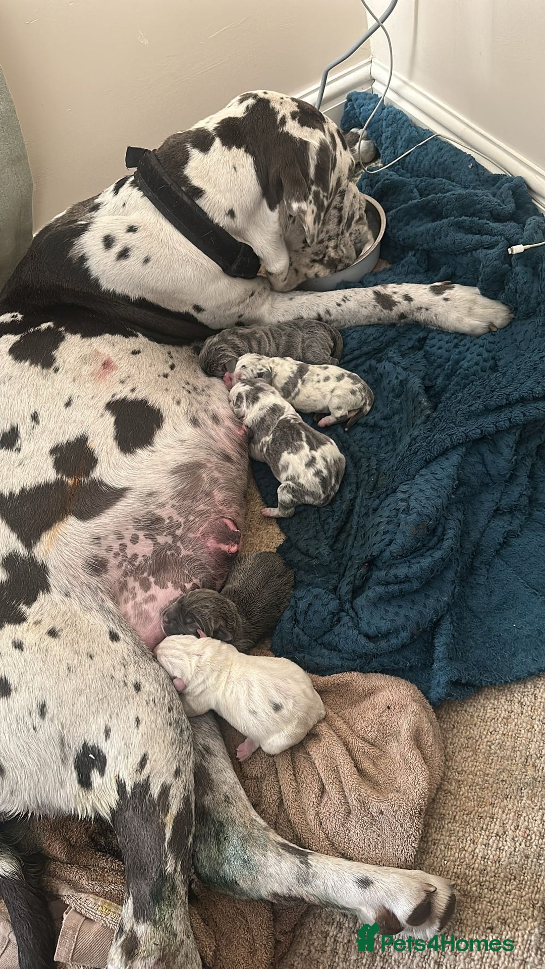 Cane Corso dogs for sale: Stunning Merle Cane Corso Puppies for sale - Image 3