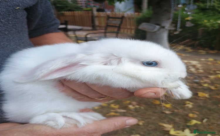 Mini Lop rabbits - Advert 3