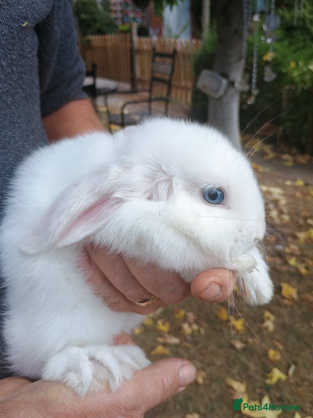 Mini Lop rabbits for sale: Mini lop rabbit - Image 1