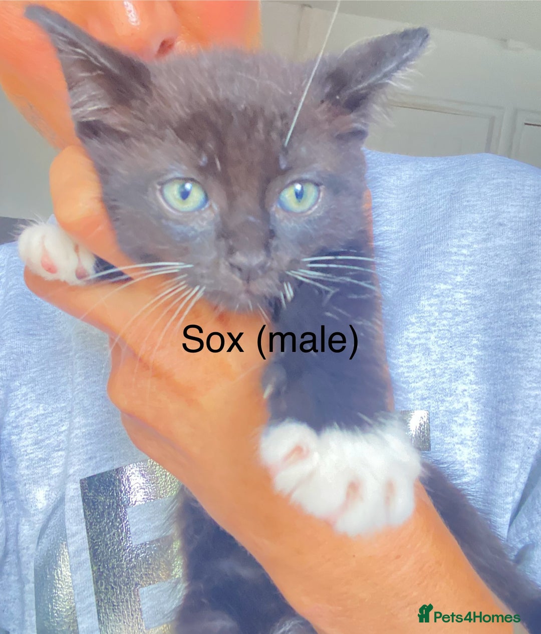 Ragdoll cats for sale: Ragdoll X domestic shorthair kittens  - Image 4