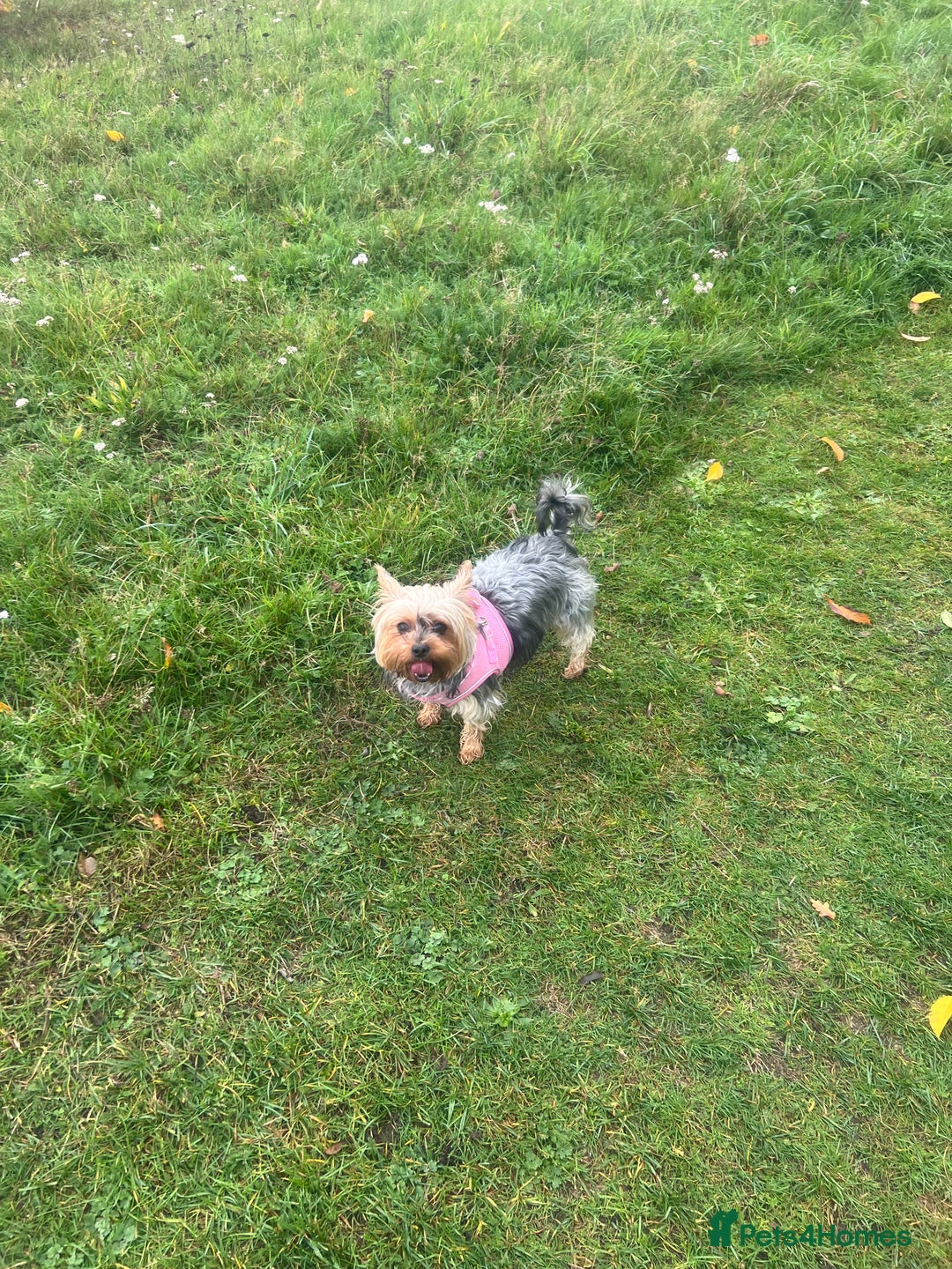 Yorkshire Terrier dogs for sale: Yorkshire Terrier puppies available from 14 Feb - Advert 2