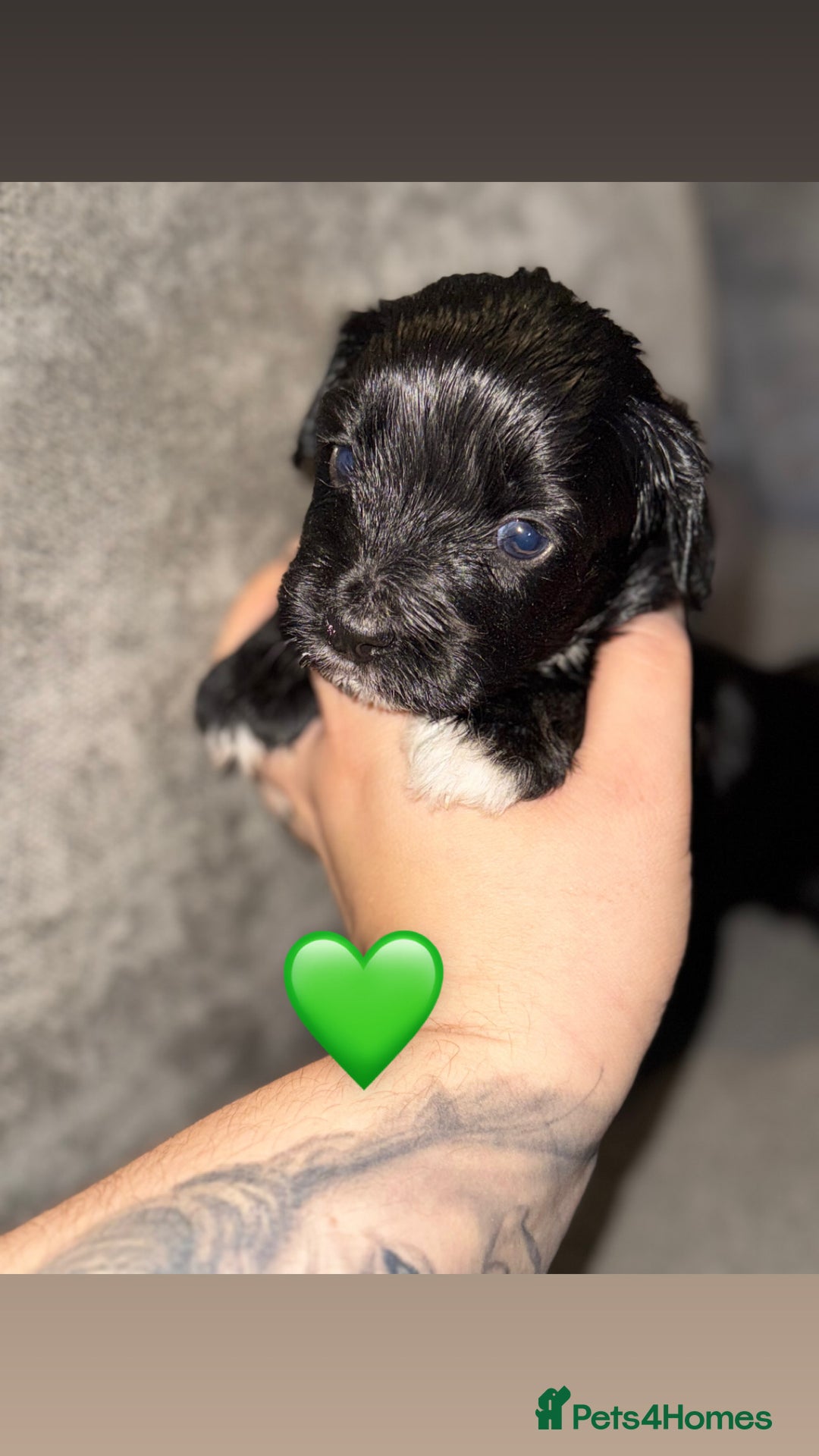 Mixed Breed dogs for sale: Shihpoo X Cocker Spaniel pups - Image 10