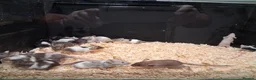 Mouse rodents for sale: Fancy Pet Mice , Females  - Advert 6