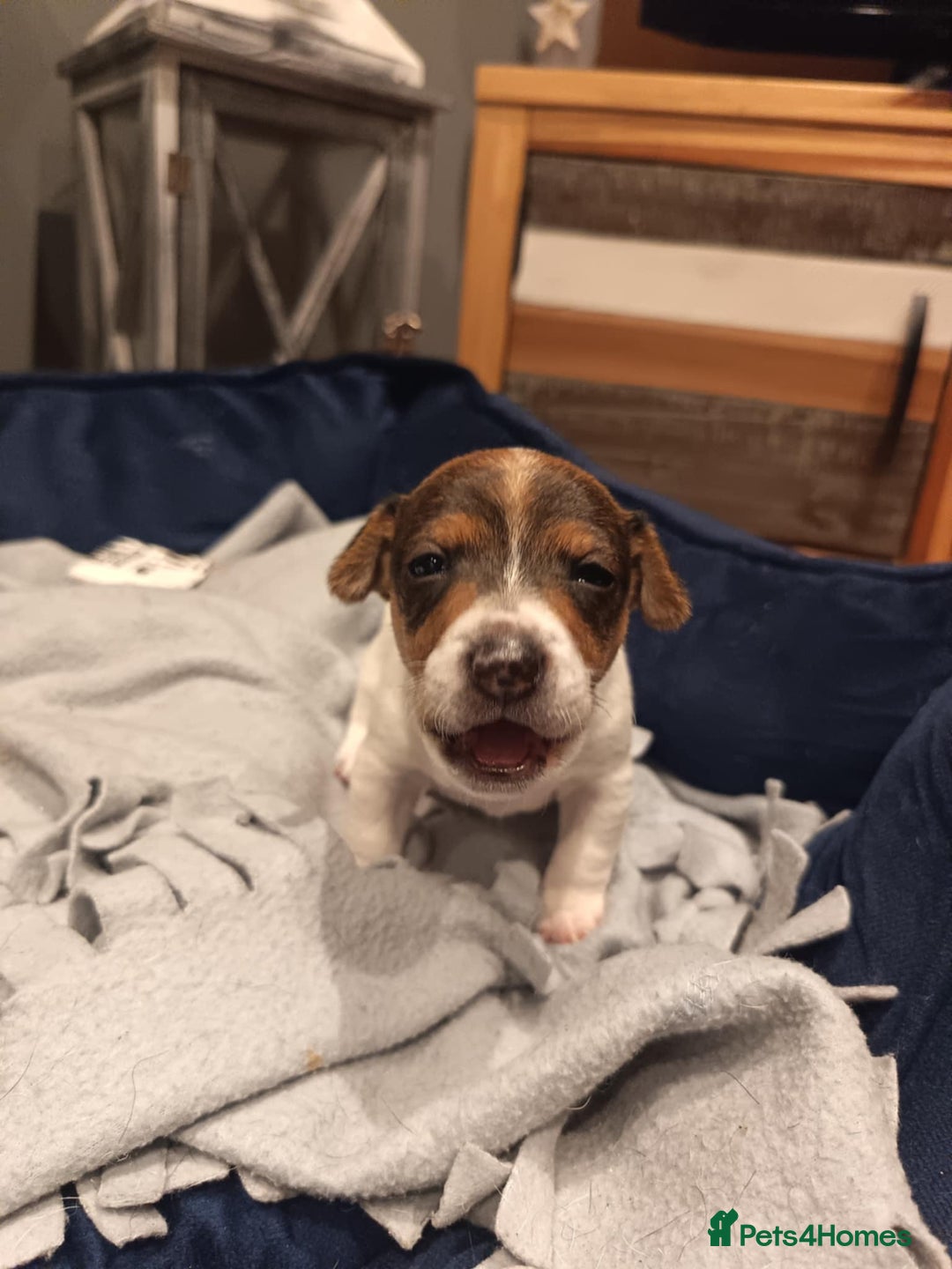 Jack Russell dogs for sale: Jack russle pups for sale - Advert 3