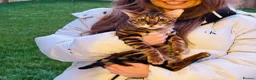 Mixed Breed cats for sale: Mixed Toyger Kittens - Advert 3