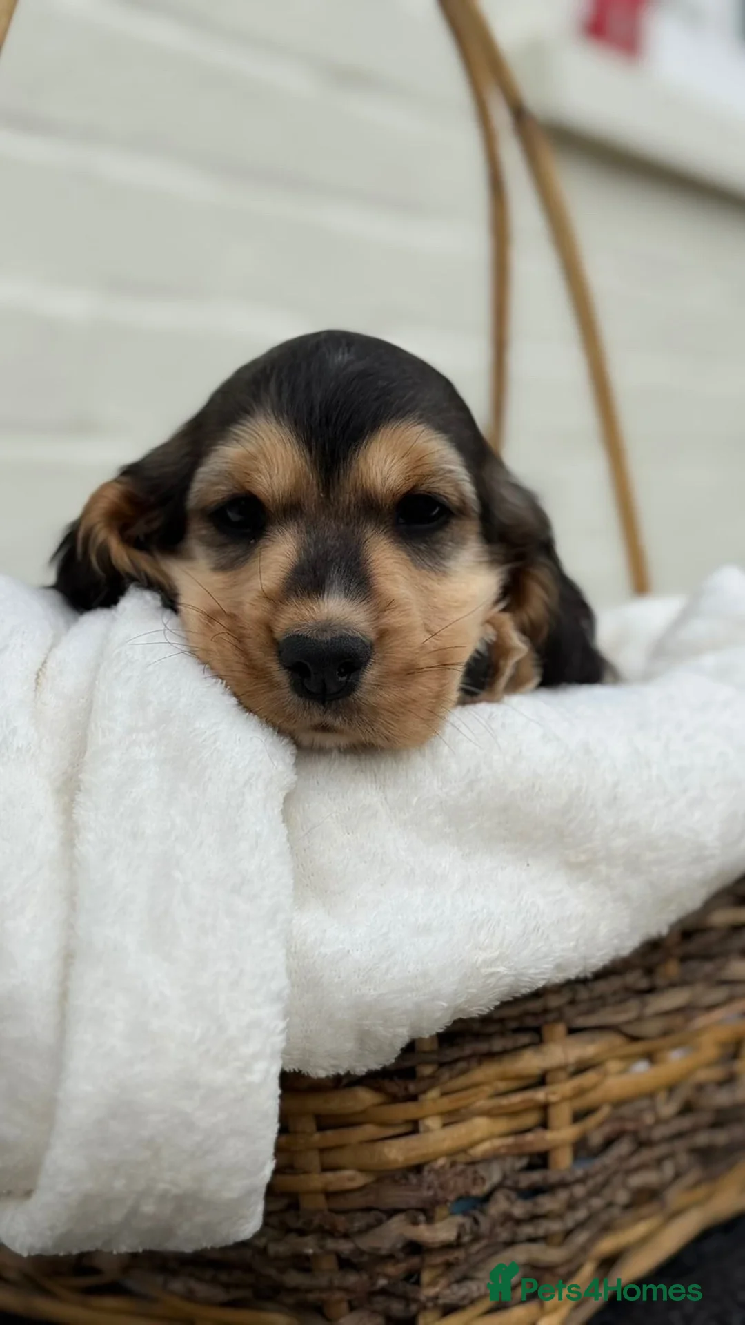 Cocker Spaniel dogs for sale: Show Cocker Spaniel Puppy’s  - Advert 1