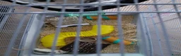 Rat rodents for sale: 2 male rats in Thetford - Advert 21