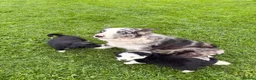 Border Collie dogs for sale: BEAUTIFUL BORDER COLLIE PUPS - Advert 8