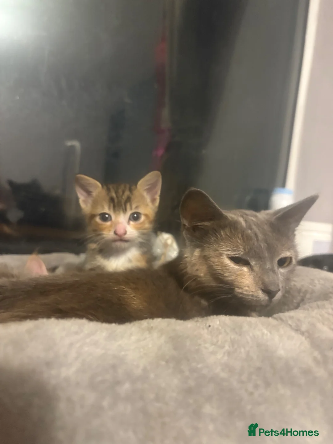 Mixed Breed cats for sale: Two gorgeous kittens needing a loving home  - Advert 2