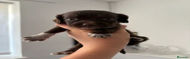 Cocker Spaniel 2