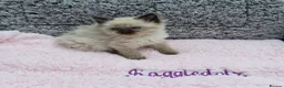 Ragdoll cats for sale: GCCF Registered Ragdoll Kittens  - Advert 3