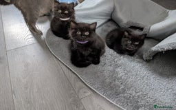 Persian cats for sale: British Persian  - Image 7