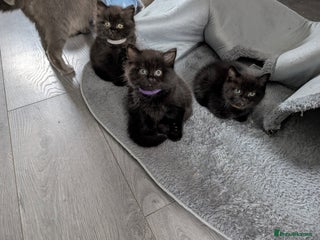 Persian cats British Persian 2 LEFT READY NOW - Advert 7