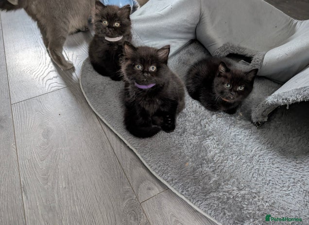 Persian cats - Advert 7