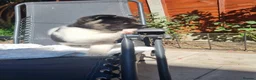 Akita dogs for sale: Pure breed American Akita puppies for sale - Advert 7