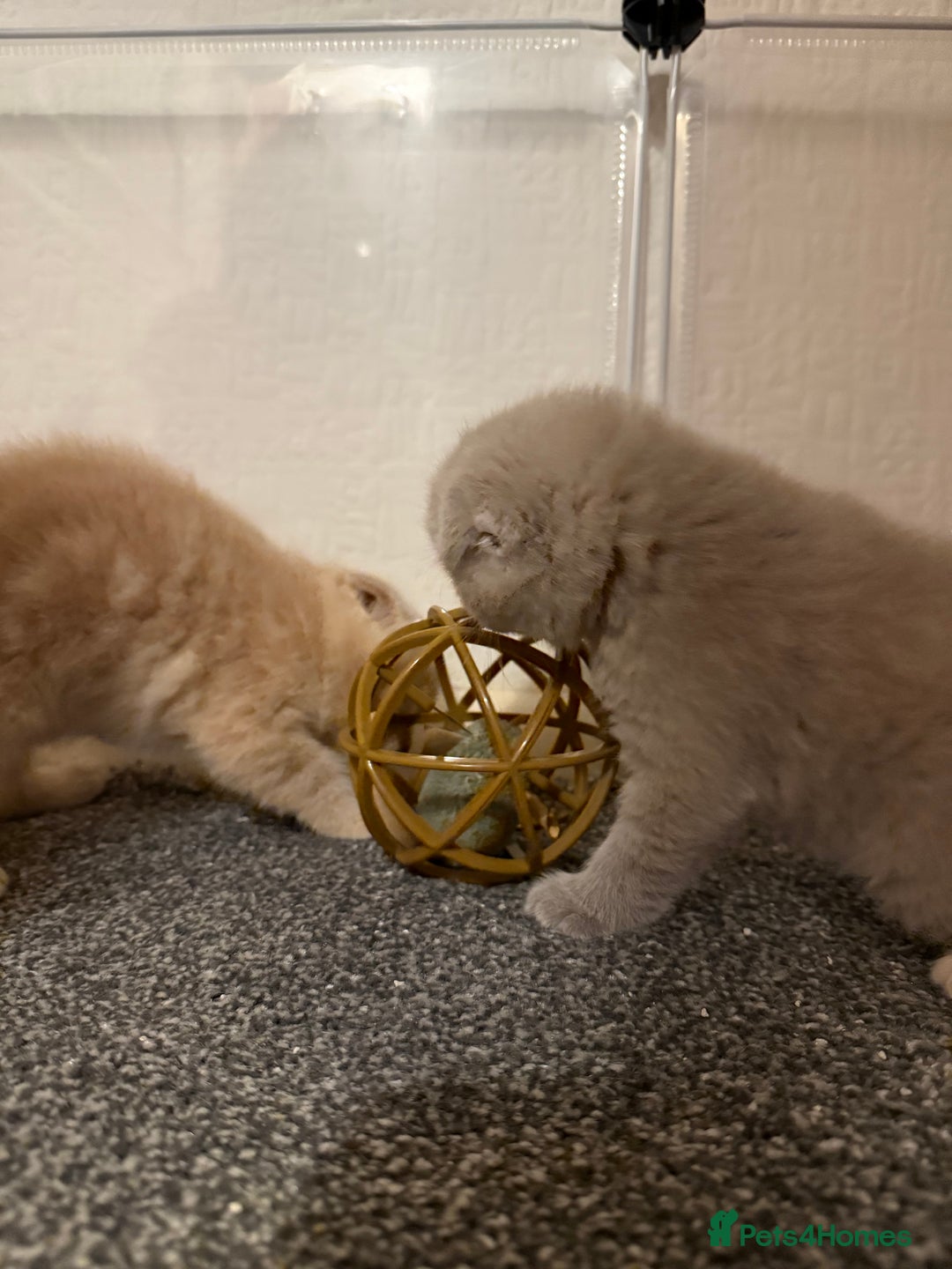 Scottish Fold cats for sale: 3 Adorable Scottish Fold Kittens🩷💙🩷 - Image 12