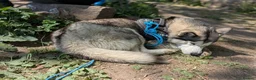 Mixed Breed dogs for sale: 5 x collie x husky x sheperd puppies in Newcastle upon Tyne - Advert 8