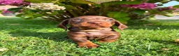 Miniature Dachshund dogs for sale: Kc reg, health tested,miniature dachshund puppies  - Advert 7