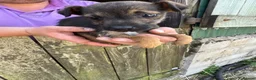 Mixed Breed dogs for sale: Jack Russel x Border Terrier Pups For sale in Welshpool - Advert 6