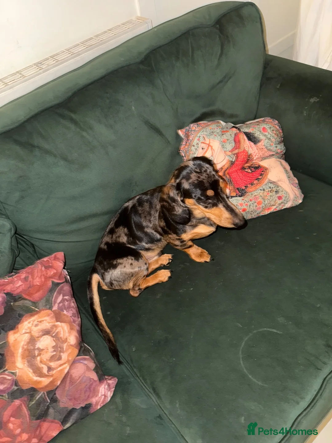 Dachshund dogs for sale: Beautiful KC Registered Dapple Mini Dachshund - Advert 2
