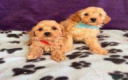 Cavapoochon dogs for sale: Cavapoonchon puppies  - Image 4