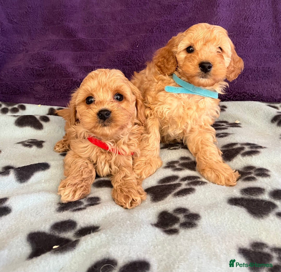 Cavapoochon dogs for sale: Cavapoonchon puppies  - Image 4