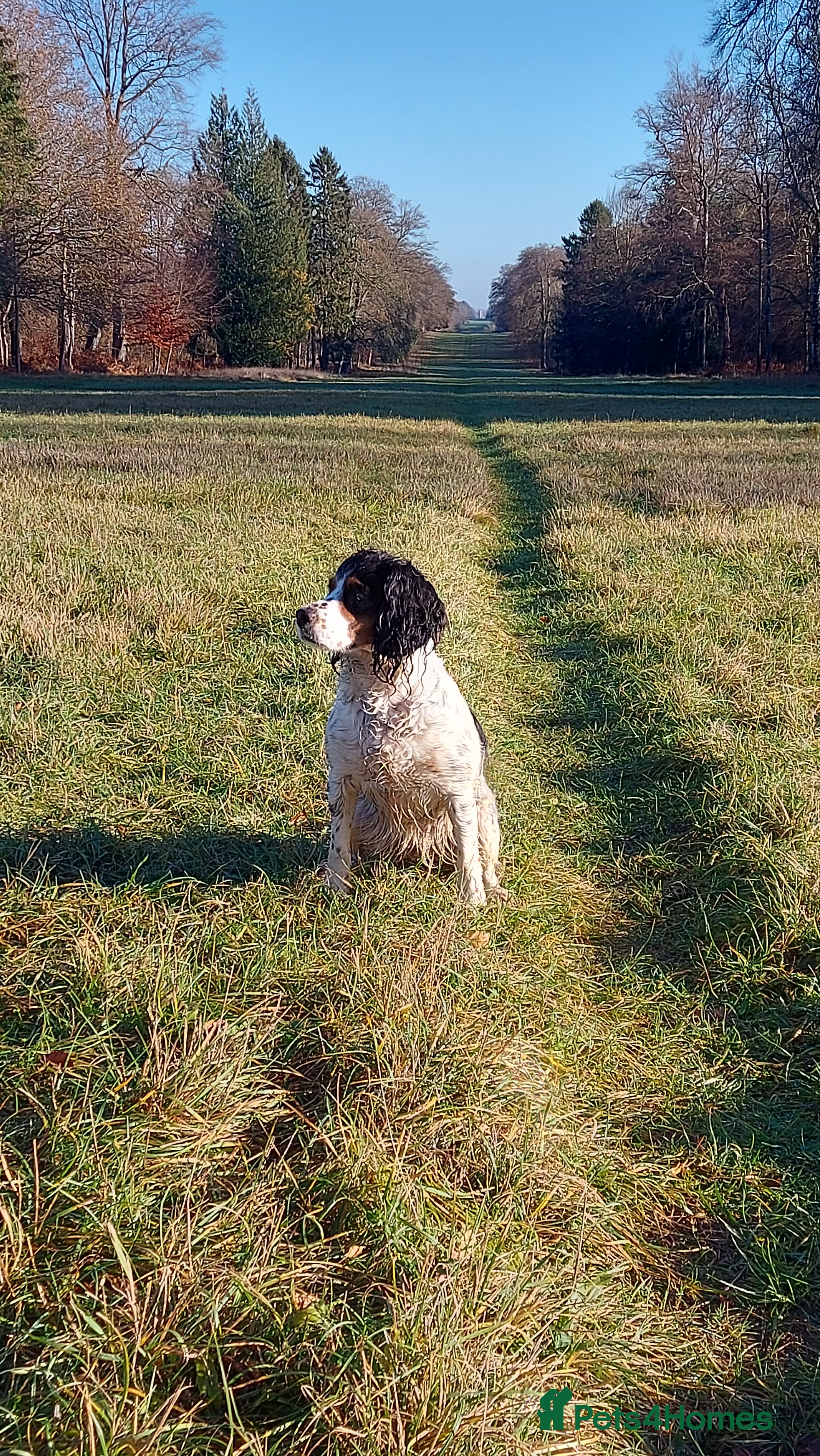 Cocker Spaniel dogs KC Registered Working Cocker Puppies  - Advert 1