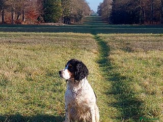 Cocker Spaniel dogs KC Registered Working Cocker Puppies - Advert 9