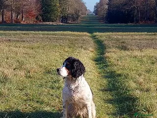 Cocker Spaniel dogs KC Registered Working Cocker Puppies - Advert 8