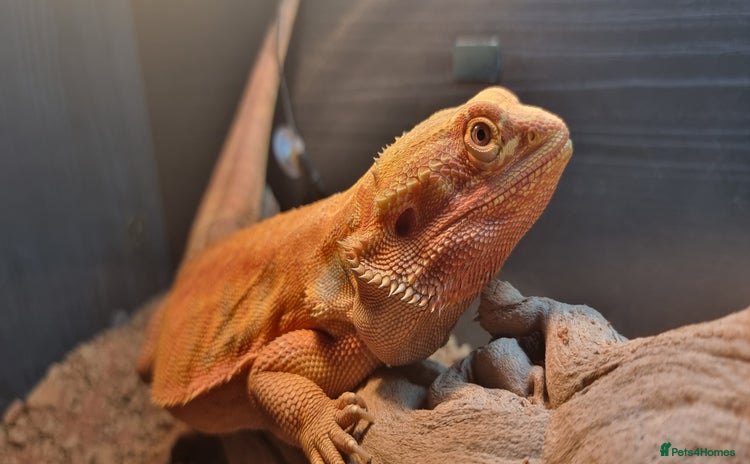 Bearded Dragon reptiles - Advert 1
