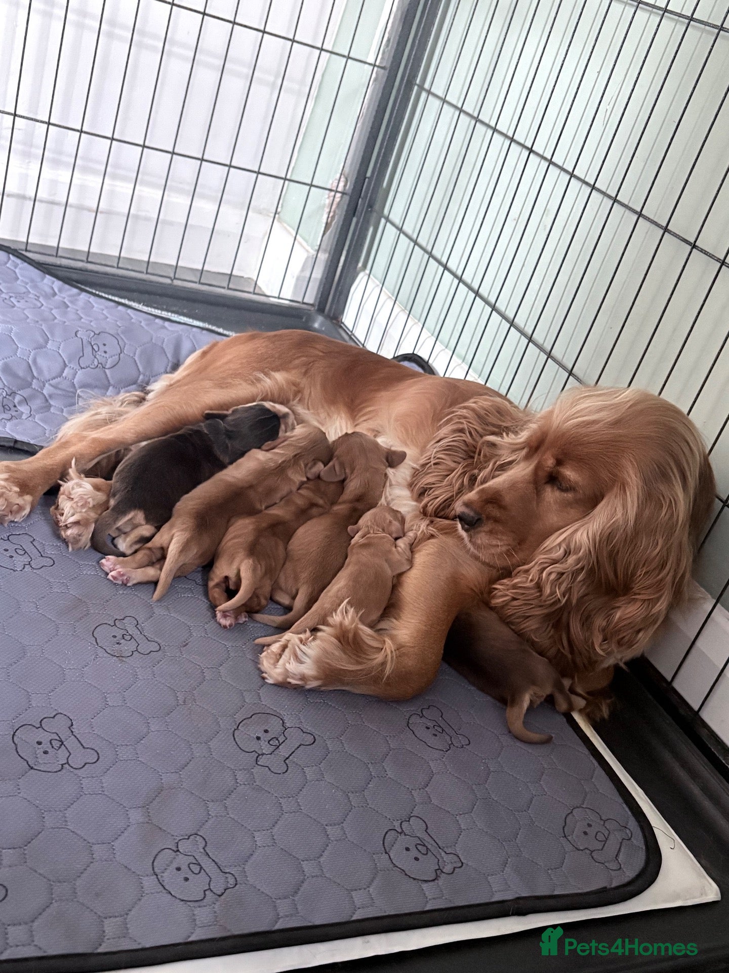 Cocker Spaniel dogs for sale: Show cocker spaniel puppies   - Advert 10