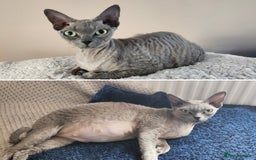 Devon Rex cats for sale: *Kittens born yesterday* FiFi registered  - Image 3