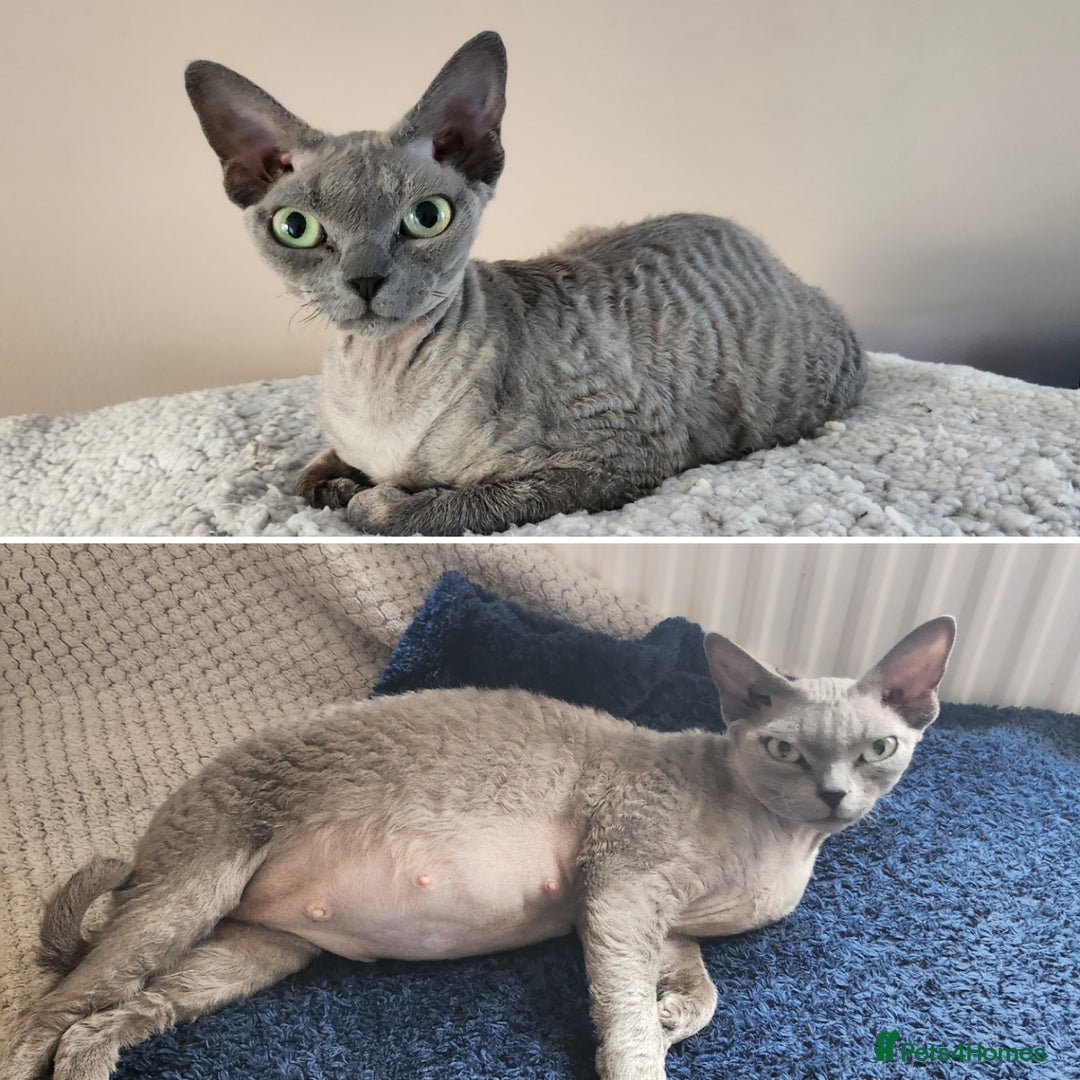 Devon Rex cats for sale: *Kittens born yesterday* FiFi registered  - Image 3