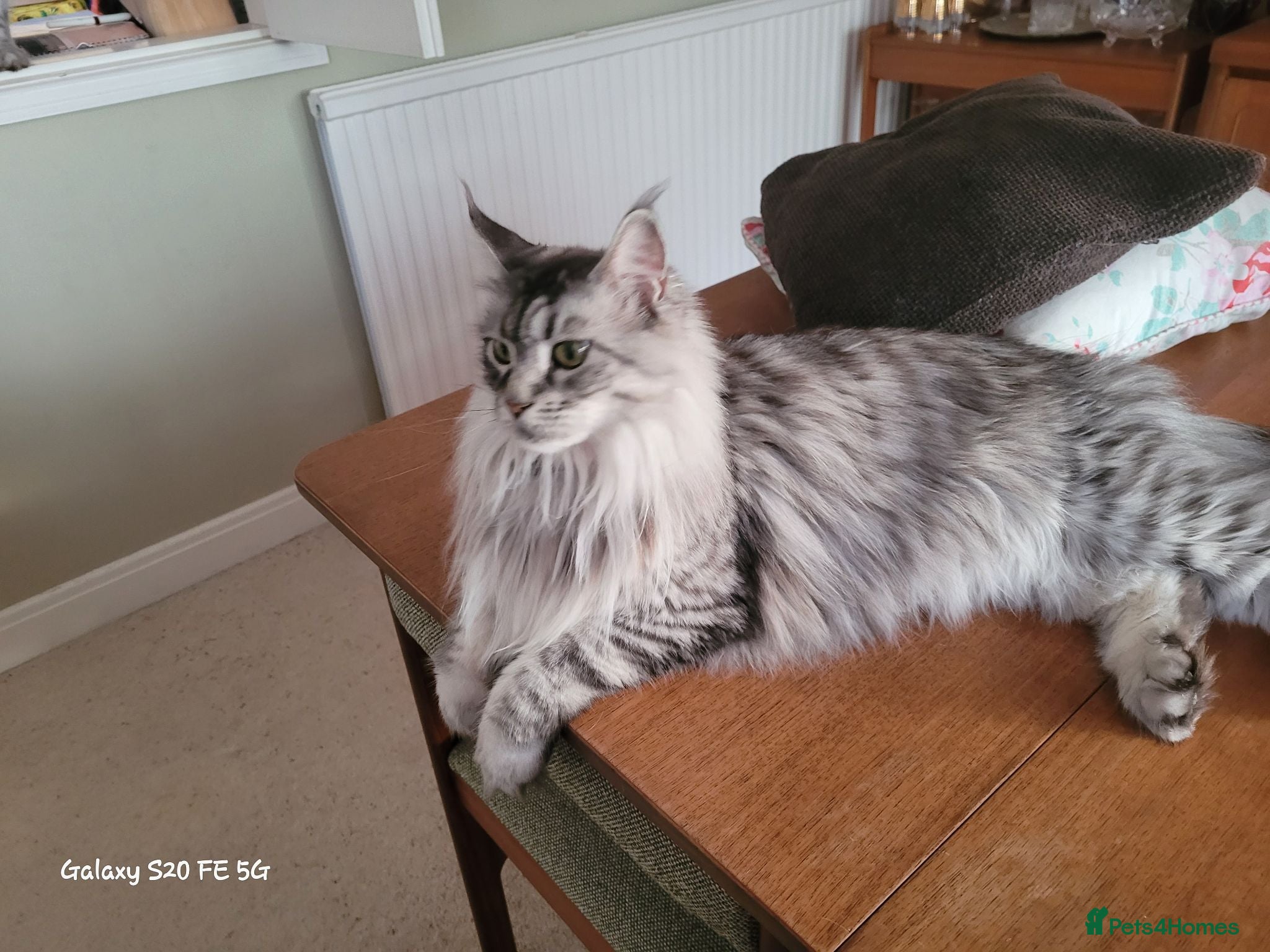 Maine Coon cats Female Silver Tabby Mainecoon - Advert 2
