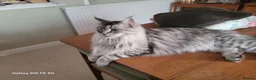 Maine Coon cats for sale: Female Silver Tabby Mainecoon - Advert 1