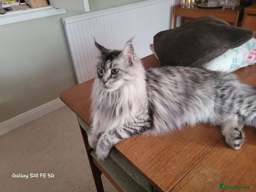 Maine Coon cats for sale: Female Silver Tabby Mainecoon - Advert 1