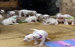 Dalmatian dogs for sale: Top quality show type Dalmatian pups 🐶  - Image 16