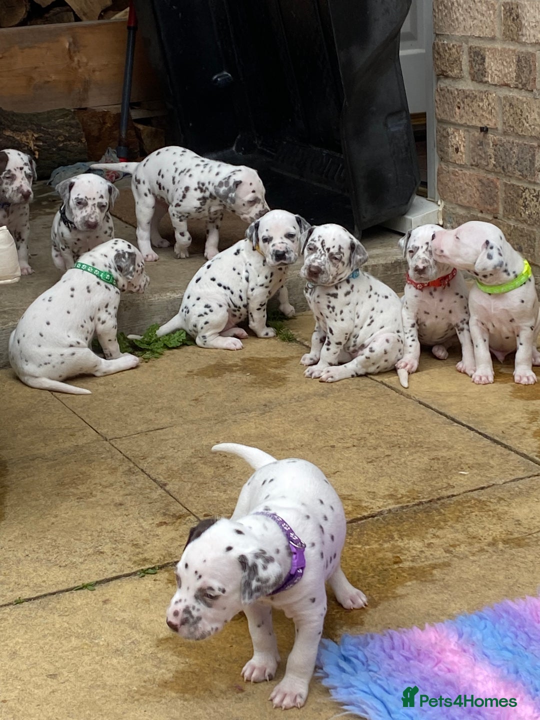 Dalmatian dogs for sale: Top quality show type Dalmatian pups 🐶  - Image 16