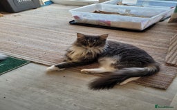 Maine Coon cats for sale: Maine coon ragdoll cross - Image 5