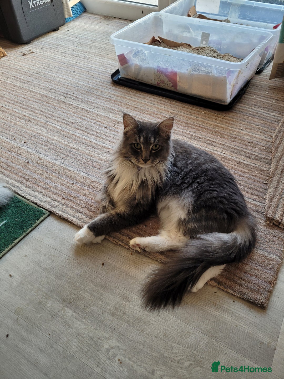 Maine Coon cats for sale: Maine coon ragdoll cross - Image 5