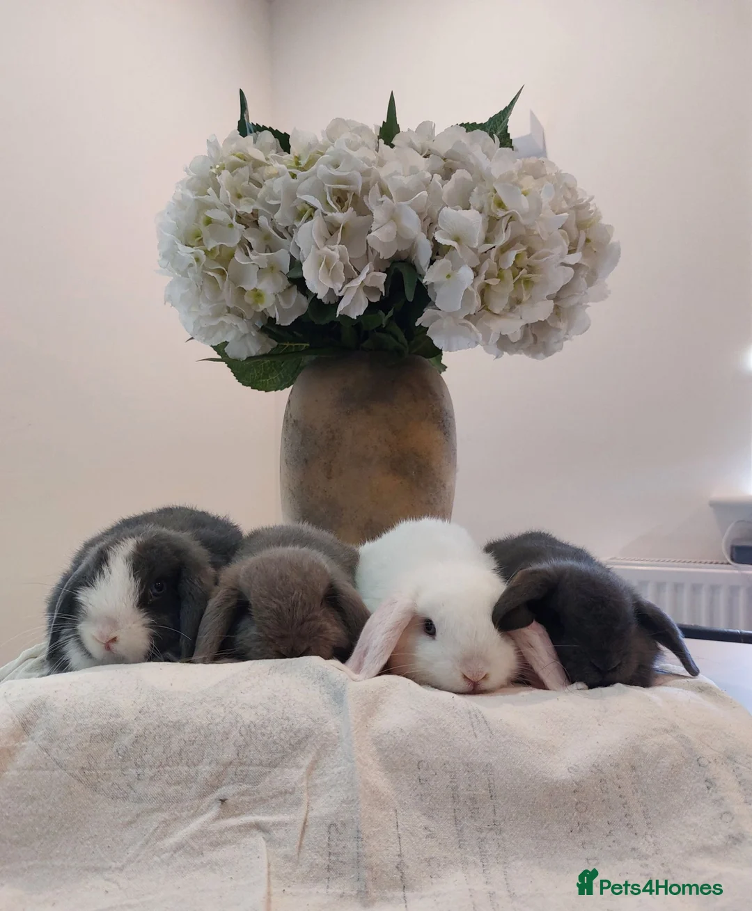Mini Lop rabbits for sale: Baby Mini Lop Rabbits  - Advert 1