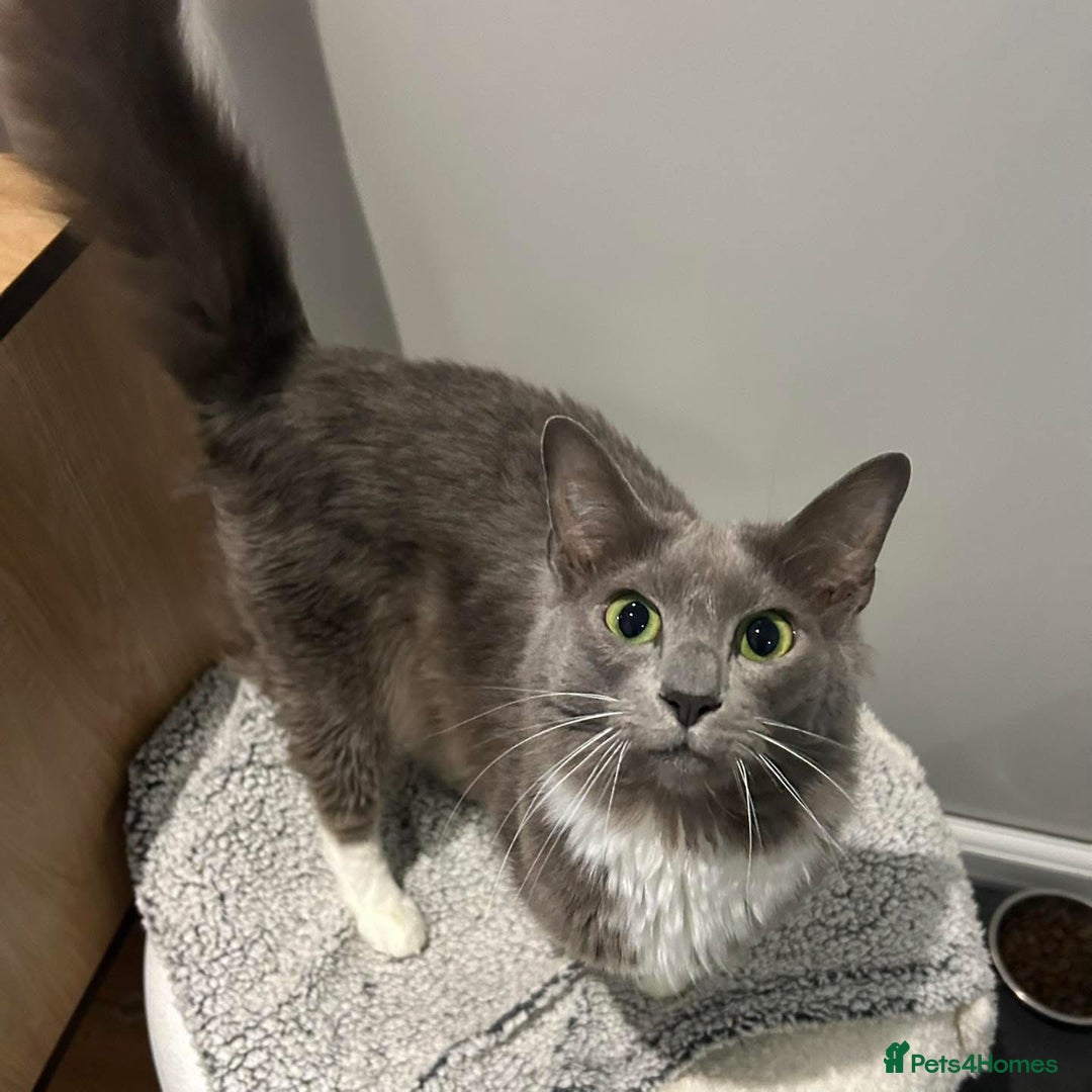 Siamese cats for sale: INDOOR Siamese cats for rehoming  - Advert 7