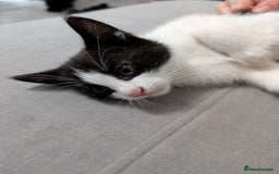Mixed Breed cats for sale: Three gorgeous male kittens for sale - Image 6