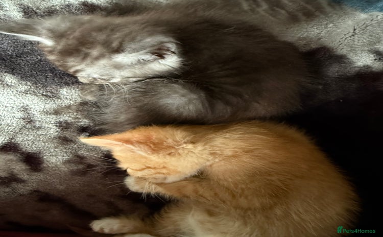 Bengal cats - Advert 2