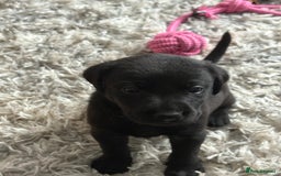 Labrador Retriever dogs for sale: Ready now beautiful Labrador retriever puppies - Image 9