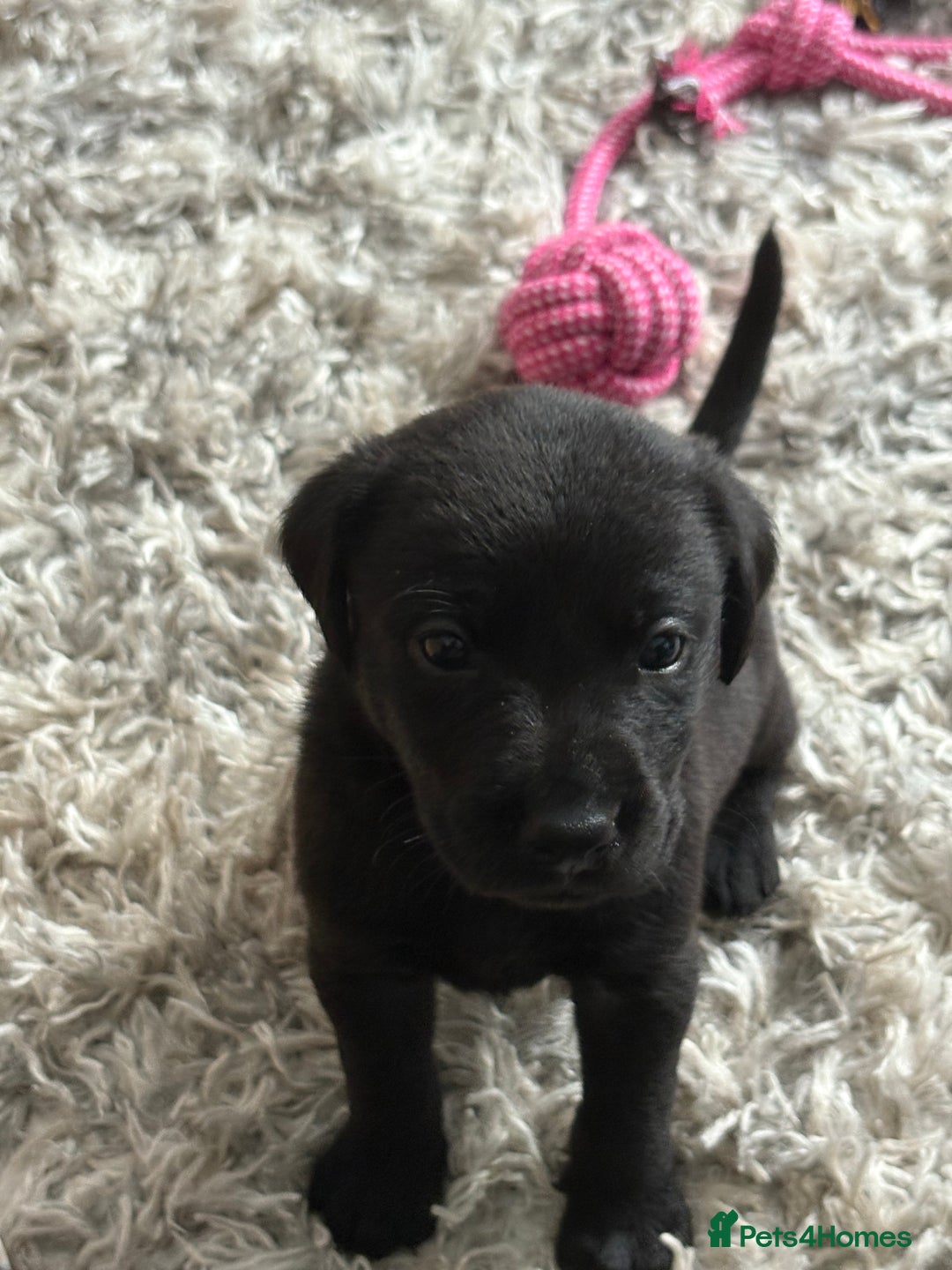 Labrador Retriever dogs for sale: Ready now beautiful Labrador retriever puppies - Image 9